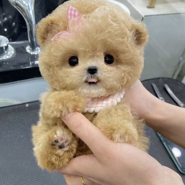 Мальтипу, щенок