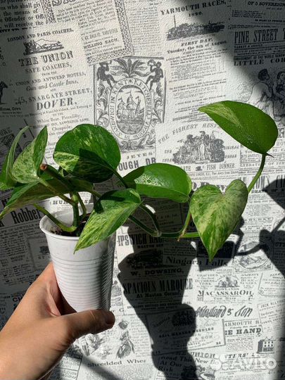 Эпипремнумы Неон, Марбл Квин, Марбл Эппл, Ханг