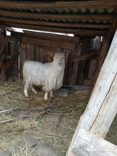 Козел зааненский