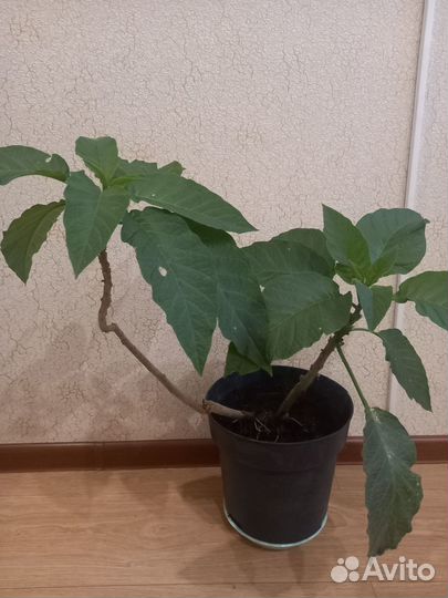 Продам цветы Бругмансия (трубы ангела)