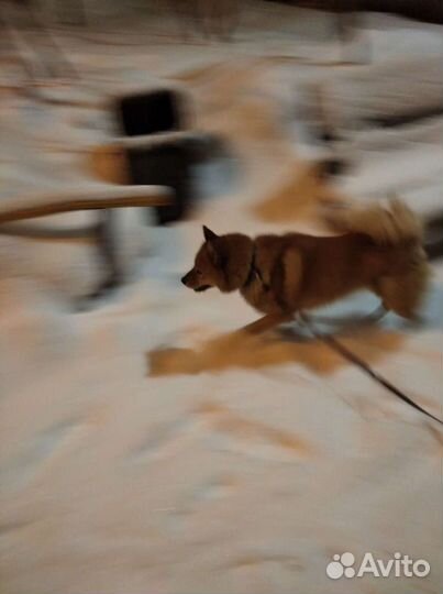 Вязка кабель-рабочий красавец 7 лет