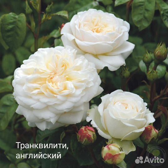 Розы для сада