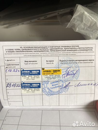 Вязка кабель померанский шпиц 2 года