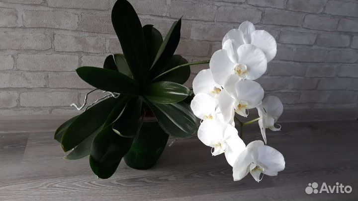 Орхидея фаленопсис