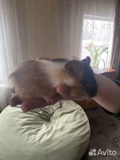 Морская свинка калифорния девочка