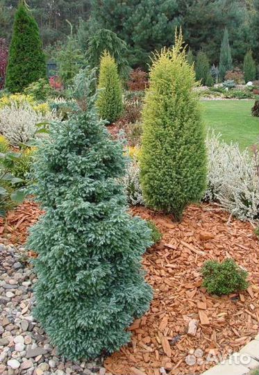 Кипарисовик горохоплодный булевард