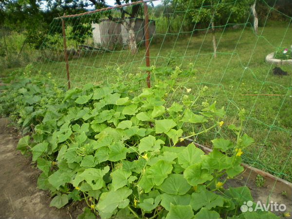 Сетка шпалерная 2-5 метра