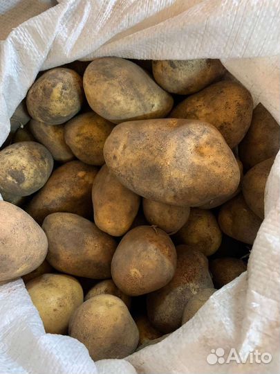 Картофель Мичуринский в Нахабино