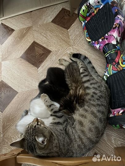 Кошки и котята