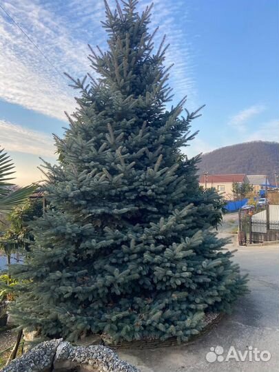 Ель голубая