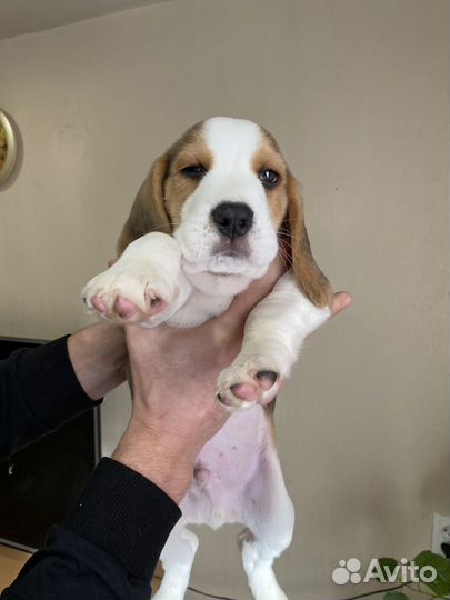 Щеночки бигль, питомник, доставка