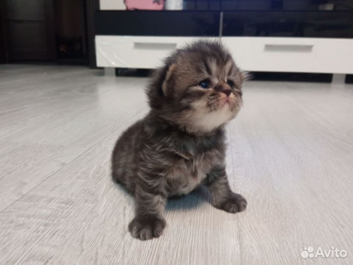 Продажа шотландских котят