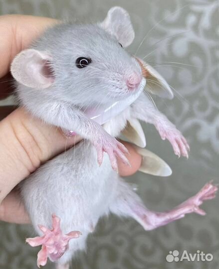 Питомник. Дамбо крысы, крысята, крыса