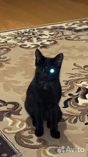 Котик в добрые руки