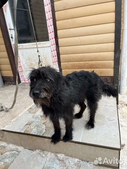 Домовенок ищет дом