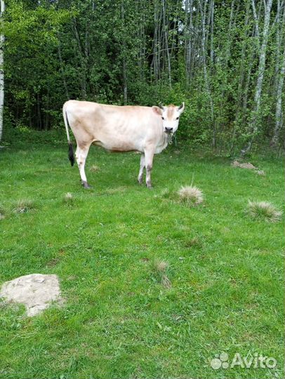 Джерси- Красногорбатовская. (нетель)