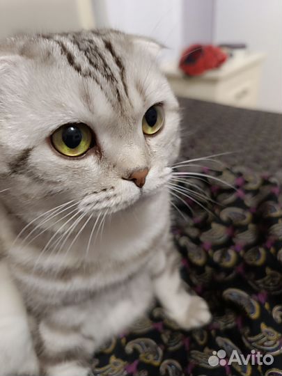 Шотландский кот вязка