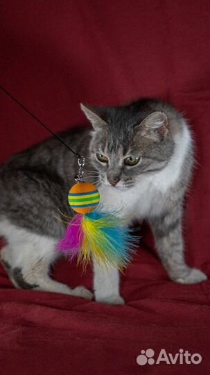 Кошка в дар