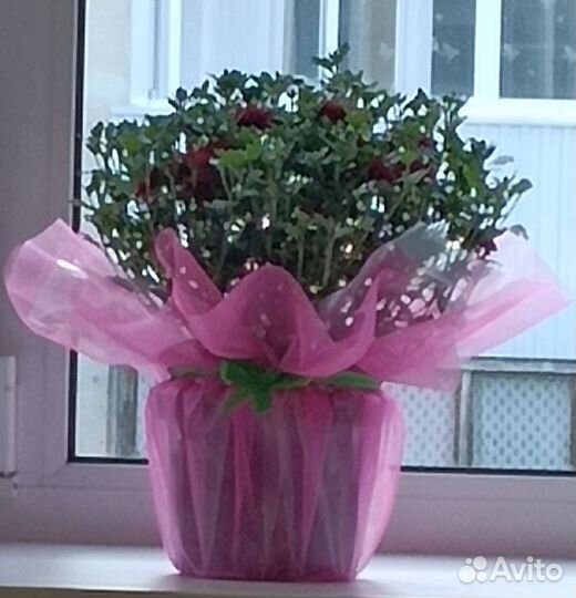 Цветы хризантемы