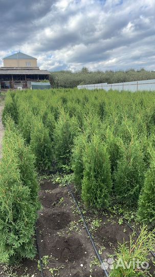 Туя оптом по РФ