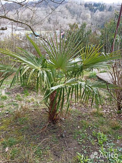 Финиковая пальма