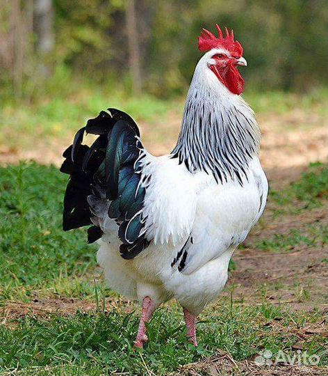 Мясо петушков