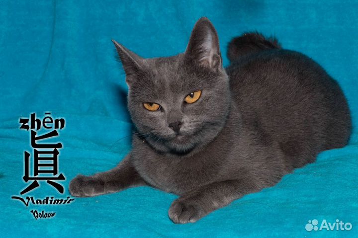 Дымчатая кошечка