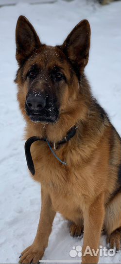 Немецкая овчарка