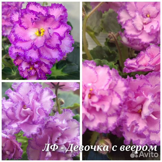 Детки сортовых фиалок