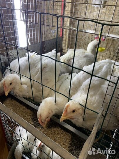 Тушка курицы домашней