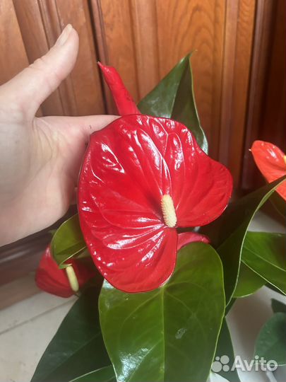 Антуриумы цветущие