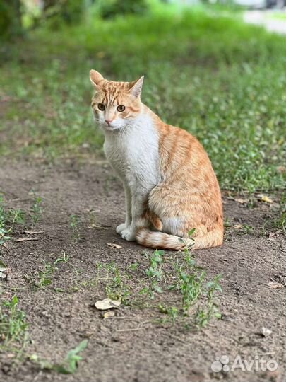 Рыжик живет в переноске, на улицу ему нельзя