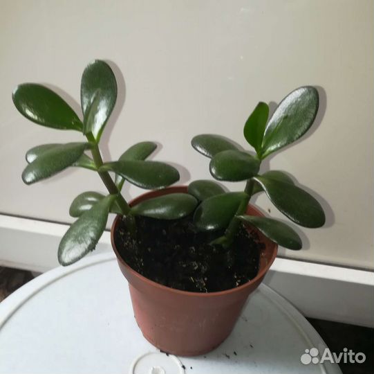 Денежное дерево (Толстянка)