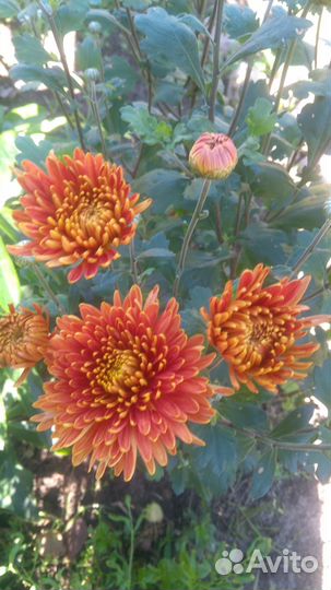 Саженцы хризантем