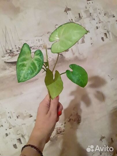 Пальма Хамедория, Сингониум, Антуриум Роз и др