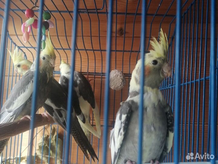 Попугай карелла птенцы