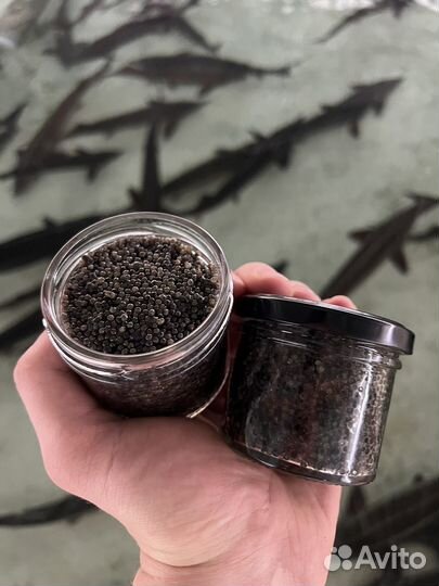 Черная икра с фермы