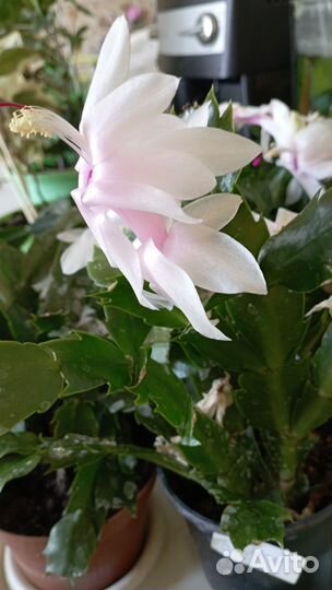 Декабрист белый