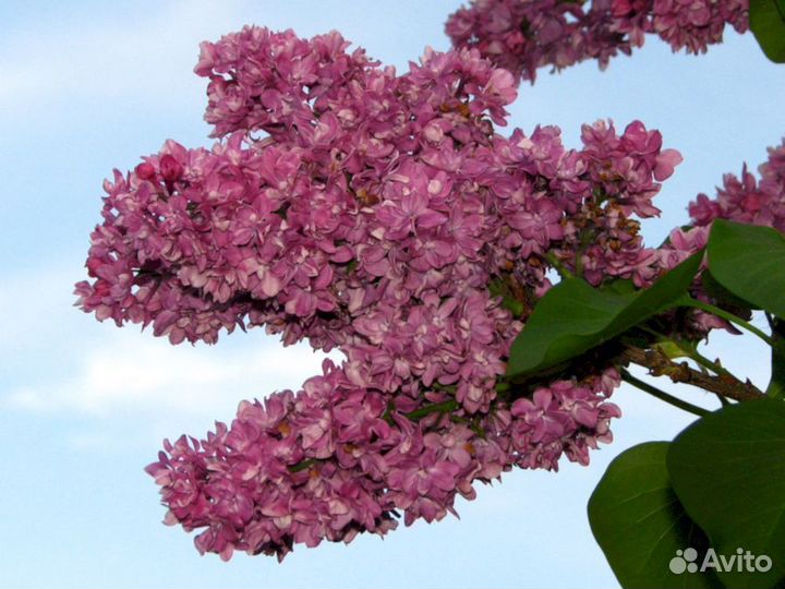 Сирень Огни Донбаса