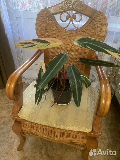 Строманта триколор