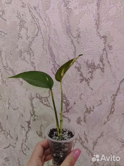 Сциндапсус золотистый