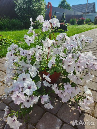 Петуния Taidal wave silver в подвесном кашпо