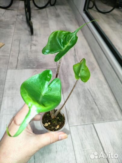 Алоказия Стингрей