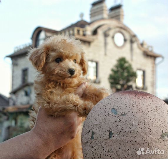 Той-пудель тикап супер мини девочка