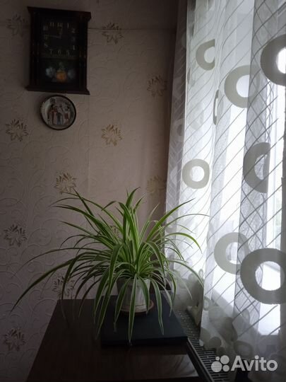 Хлорофитум большой