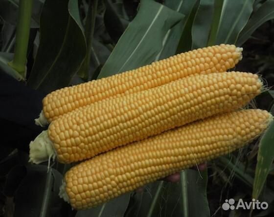 Семена Кукуруза 