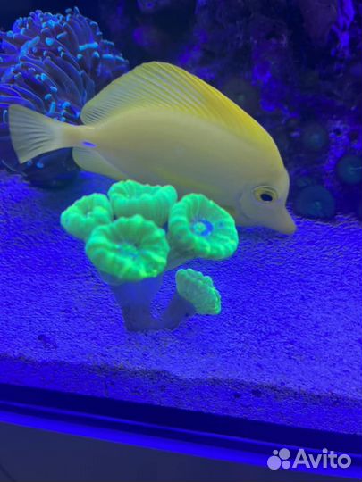 Морской аквариум 630 литров 150 x 70 x 60 см