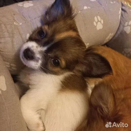 Щенки чихуахуа мини