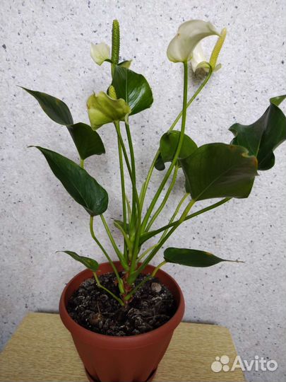 Алоэ, антуриум