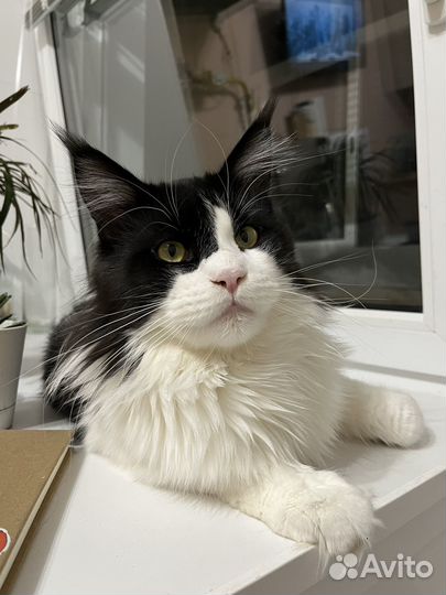 Вязка (мейн кун)